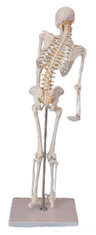 SkeletWH_L